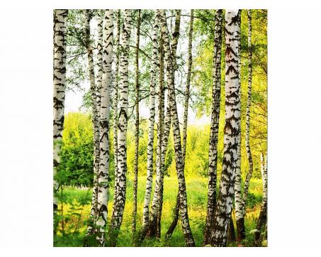 Vliesová fototapeta Březový les 225 x 250 cm