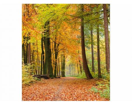 Vliesová fototapeta Podzimní les 225 x 250 cm