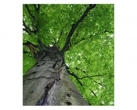 Vliesová fototapeta Koruna stromu 225 x 250 cm