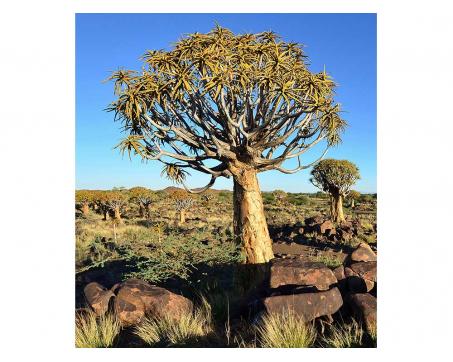 Vliesová fototapeta Namibie 225 x 250 cm
