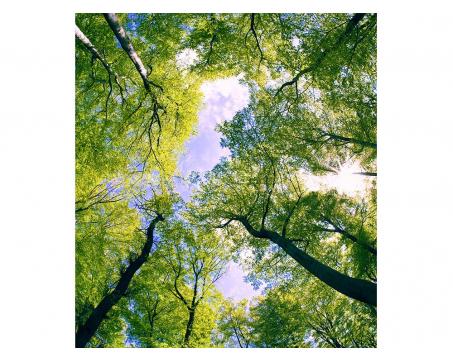Vliesová fototapeta Stromy v oblacích 225 x 250 cm