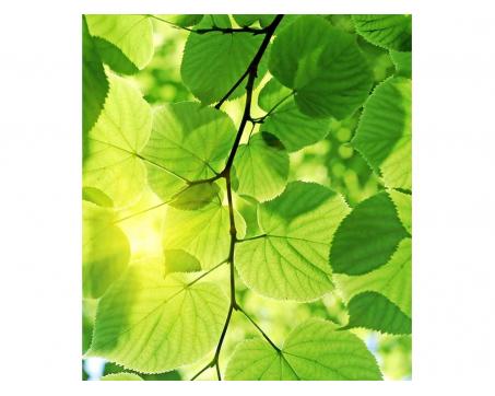 Vliesová fototapeta Zelené listy 225 x 250 cm