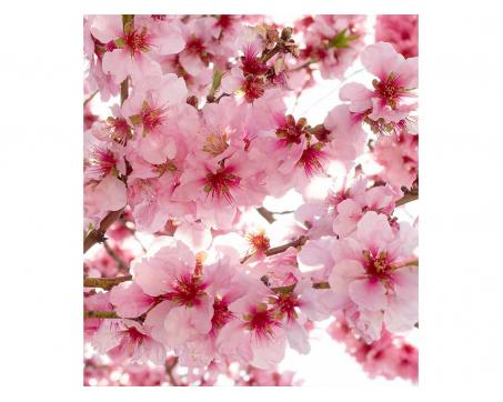 Vliesová fototapeta Květy jabloní 225 x 250 cm