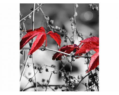 Vliesová fototapeta Červené listí na černém pozadí 225 x 250 cm