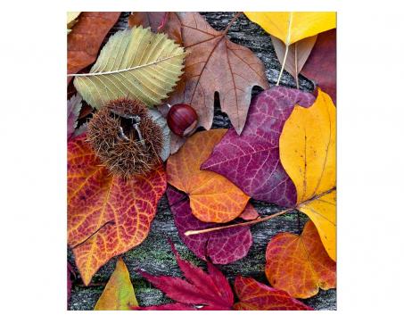 Vliesová fototapeta Podzimní listí 225 x 250 cm