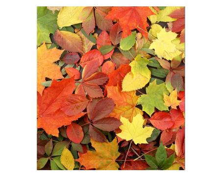 Vliesová fototapeta Pestrobarevné listí 225 x 250 cm