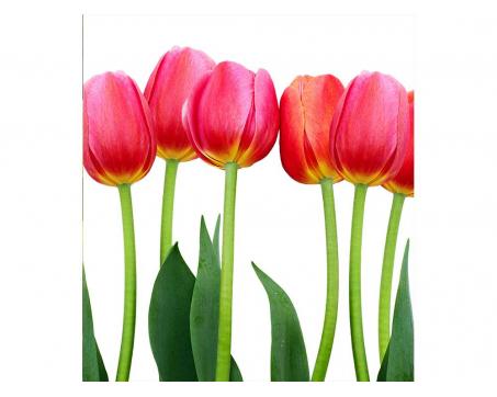 Vliesová fototapeta Tulipány 225 x 250 cm