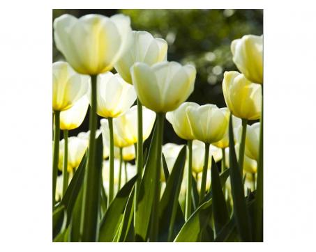 Vliesová fototapeta Bílé tulipány 225 x 250 cm
