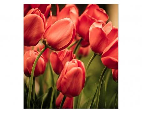Vliesová fototapeta Červené tulipány 225 x 250 cm
