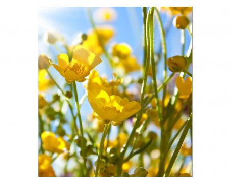 Vliesová fototapeta Žluté květiny 225 x 250 cm