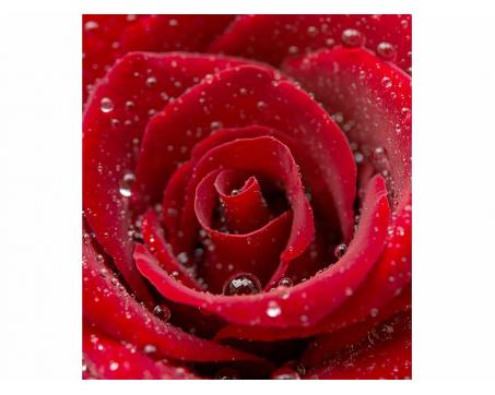 Vliesová fototapeta Červená růže 225 x 250 cm