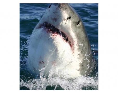 Vliesová fototapeta Žralok 225 x 250 cm