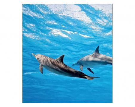 Vliesová fototapeta Delfíni 225 x 250 cm