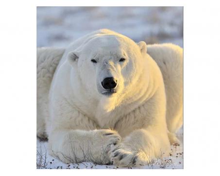 Vliesová fototapeta Lední medvěd 225 x 250 cm