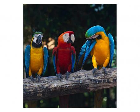 Vliesová fototapeta Barevní papoušci Ara 225 x 250 cm