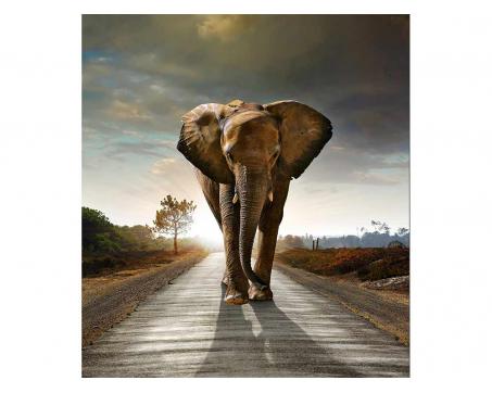 Vliesová fototapeta Kráčející slon 225 x 250 cm