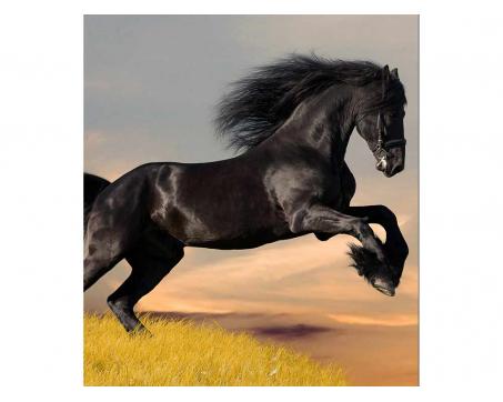 Vliesová fototapeta Černý kůň 225 x 250 cm