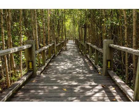 Samolepicí vliesová fototapeta Mangrovový les 375 x 250 cm