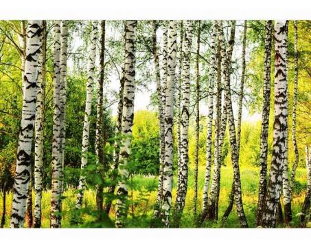 Samolepicí vliesová fototapeta Březový les 375 x 250 cm