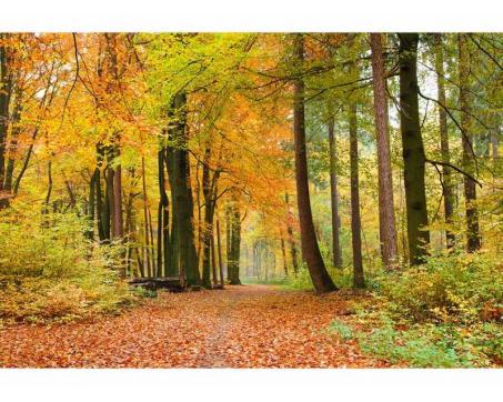 Samolepicí vliesová fototapeta Podzimní les 375 x 250 cm