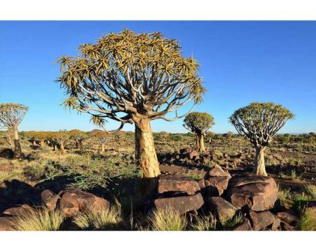 Samolepicí vliesová fototapeta Namibie 375 x 250 cm