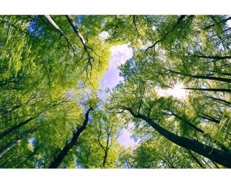 Samolepicí vliesová fototapeta Stromy v oblacích 375 x 250 cm