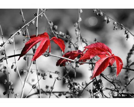 Samolepicí vliesová fototapeta Červené listí na černém pozadí 375 x 250 cm