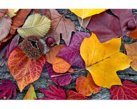 Samolepicí vliesová fototapeta Podzimní listí 375 x 250 cm