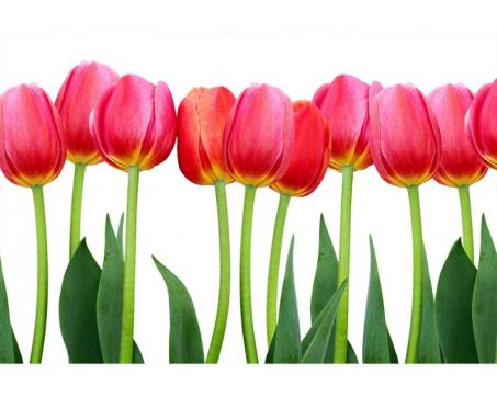 Vliesová fototapeta Tulipány 375 x 250 cm