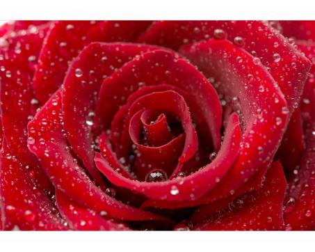 Samolepicí vliesová fototapeta Červená růže 375 x 250 cm