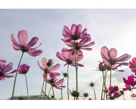 Samolepicí vliesová fototapeta Květiny 375 x 250 cm