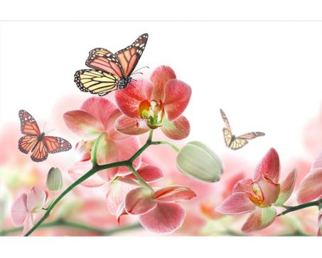 Samolepicí vliesová fototapeta Motýli a orchideje 375 x 250 cm