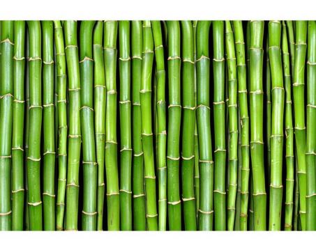 Vliesová fototapeta Bambus 375 x 250 cm