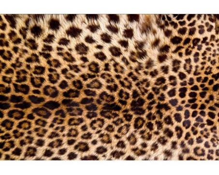 Samolepicí vliesová fototapeta Leopardí kůže 375 x 250 cm