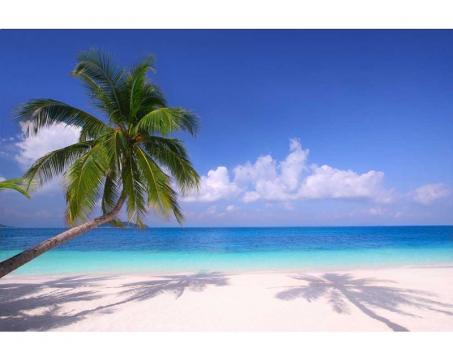 Samolepicí vliesová fototapeta Pláž s palmou 375 x 250 cm