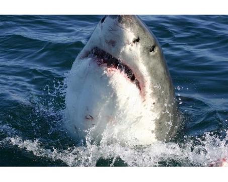 Samolepicí vliesová fototapeta Žralok 375 x 250 cm