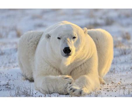 Samolepicí vliesová fototapeta Lední medvěd 375 x 250 cm