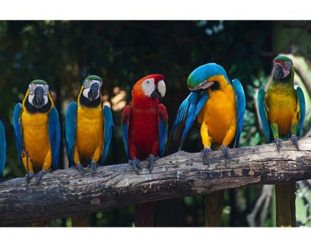 Samolepicí vliesová fototapeta Barevní papoušci Ara 375 x 250 cm