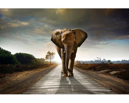 Samolepicí vliesová fototapeta Kráčející slon 375 x 250 cm