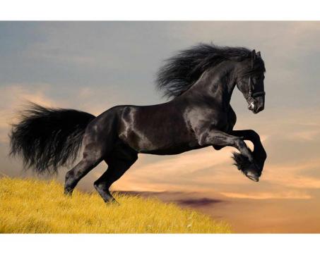 Samolepicí vliesová fototapeta Černý kůň 375 x 250 cm