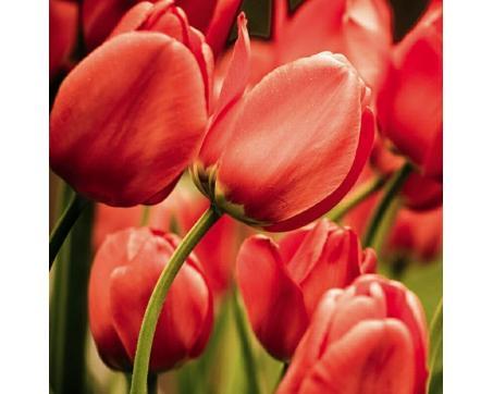 Obraz na skle - Červené tulipány 30 x 30 cm
