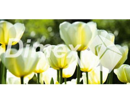 Obraz na skle - Tulipány 60x 30 cm