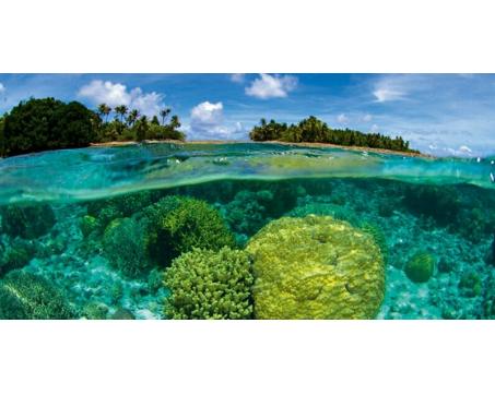 Obraz na skle - Korálový útes 60x 30 cm