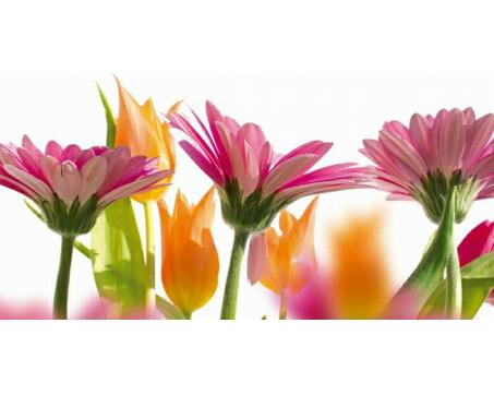 Obraz na skle - Jarní květiny 60x 30 cm