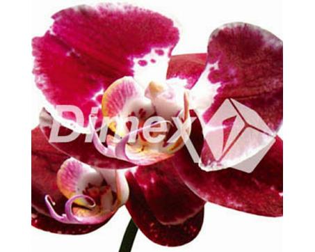 Obraz na skle - Červená orchidej 30 x 30 cm