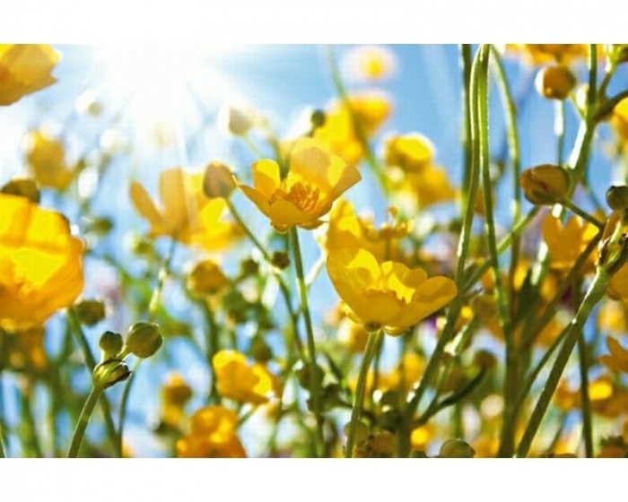 Obraz na skle - Žluté květy 45 x 30 cm