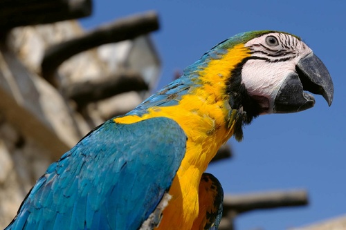 Vliesová fototapeta Papoušek Macaw 375 x 250 cm