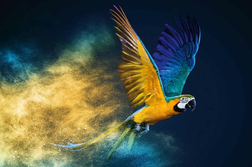 Vliesová fototapeta Letící papoušek Ara 375 x 250 cm