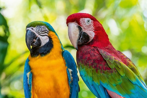 Vliesová fototapeta Modrý a zlatý Macaw 375 x 250 cm