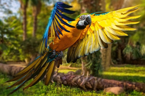 Vliesová fototapeta Krásný barevný papoušek 375 x 250 cm